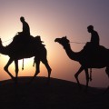 Jahača kamel